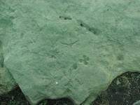 Petroglyphs at Washington State Park